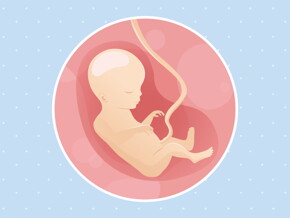 pregnancy week18 temporary pregnancy week18 temporary