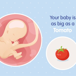 pregnancy week11 temporary pregnancy week11 temporary