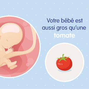 pregnancy-belly-fetal-development-week-11 fr pregnancy-belly-fetal-development-week-11 fr