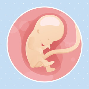 pregnancy week12 temporary pregnancy week12 temporary