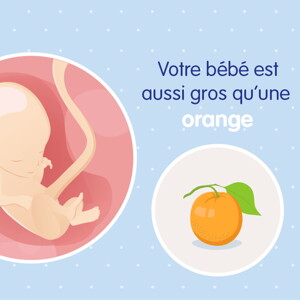 pregnancy-belly-fetal-development-week-14 fr pregnancy-belly-fetal-development-week-14 fr