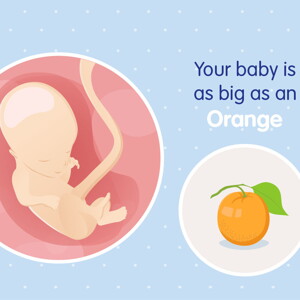 pregnancy week14 temporary pregnancy week14 temporary