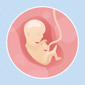pregnancy week15 temporary pregnancy week15 temporary