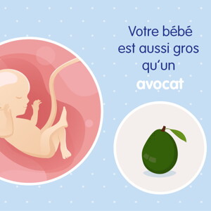 pregnancy-belly-fetal-development-week-16 fr pregnancy-belly-fetal-development-week-16 fr