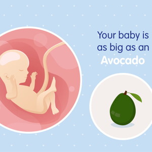pregnancy week16 temporary pregnancy week16 temporary