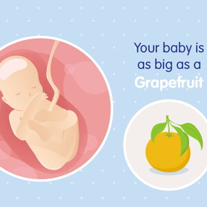 pregnancy week19 temporary pregnancy week19 temporary