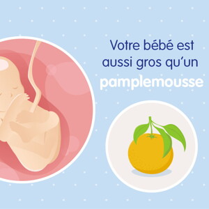pregnancy-belly-fetal-development-week-19fr pregnancy-belly-fetal-development-week-19fr