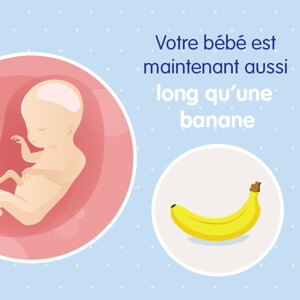 pregnancy-belly-fetal-development-week-20 fr pregnancy-belly-fetal-development-week-20 fr