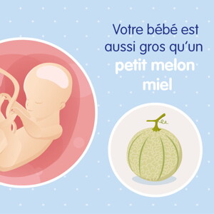pregnancy-belly-fetal-development-week-25fr pregnancy-belly-fetal-development-week-25fr