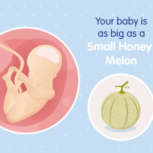 pregnancy week25 temporary pregnancy week25 temporary
