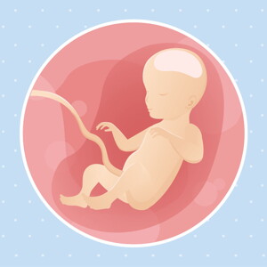 pregnancy week26 temporary pregnancy week26 temporary