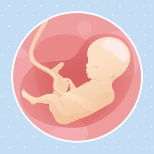 pregnancy week27 temporary pregnancy week27 temporary