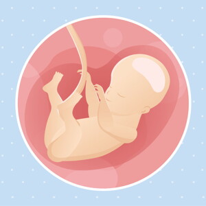pregnancy week28 temporary pregnancy week28 temporary