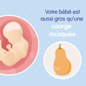 pregnancy-belly-fetal-development-week-29fr pregnancy-belly-fetal-development-week-29fr