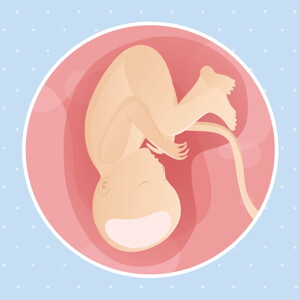 pregnancy week37 temporary pregnancy week37 temporary